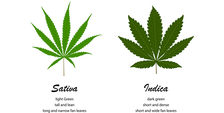 Indica- or Sativa strain