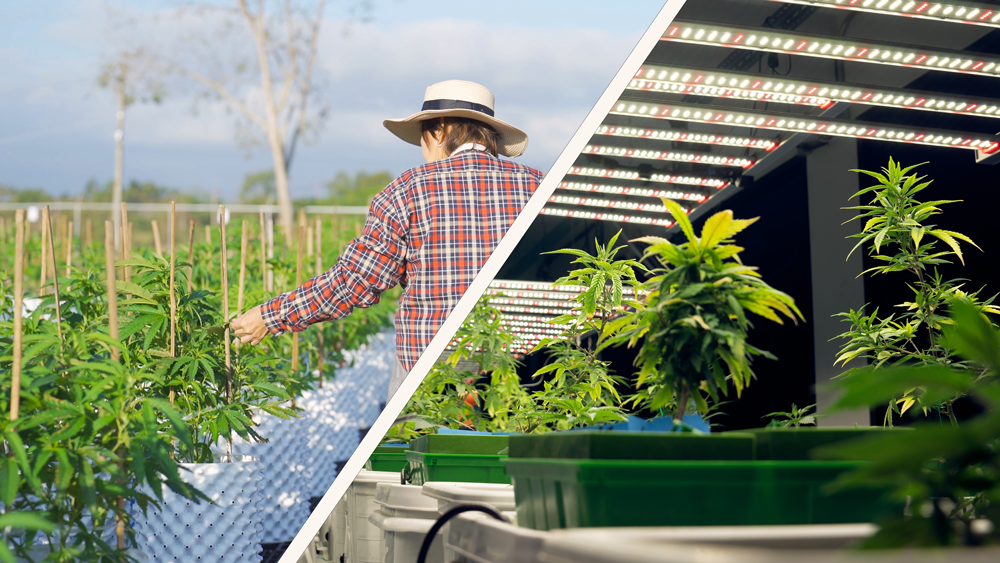 Indoor and Outdoor Cannabis Cultivation