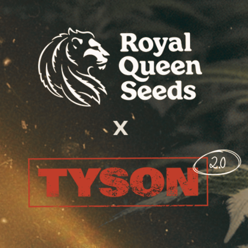 Discover the Tyson x RQS Collection