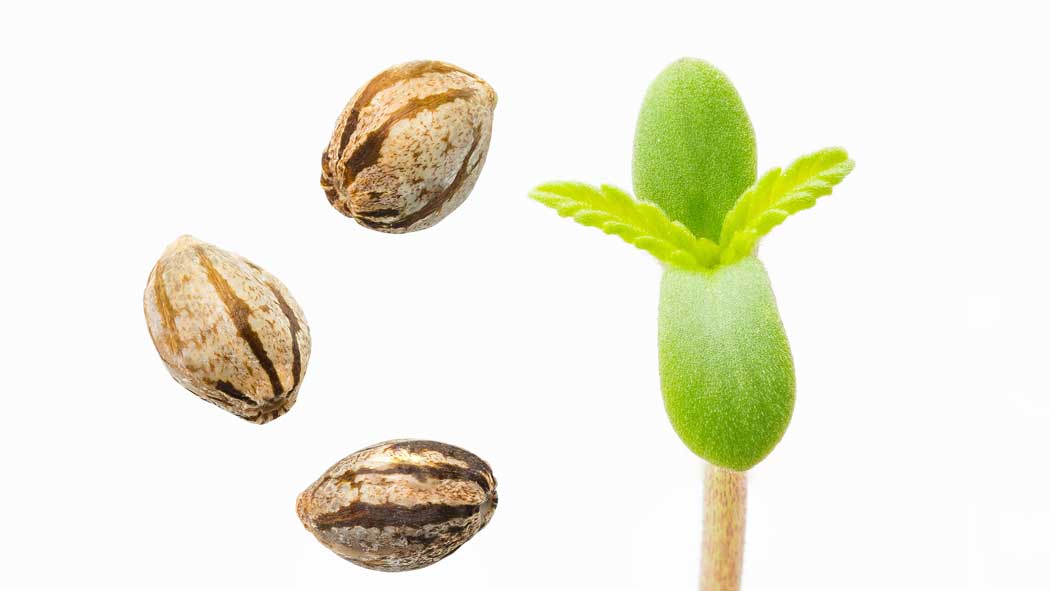 Discover our diverse seed selection - from Sativa to Indica, something for everyone.