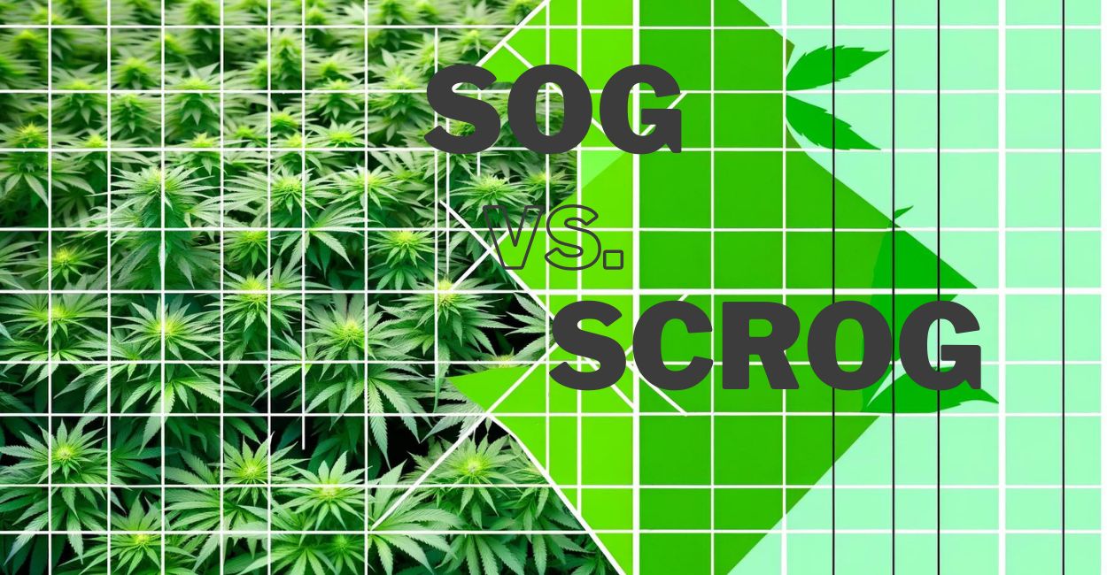 SOG vs. ScrOG Cannabis Cultivation Method