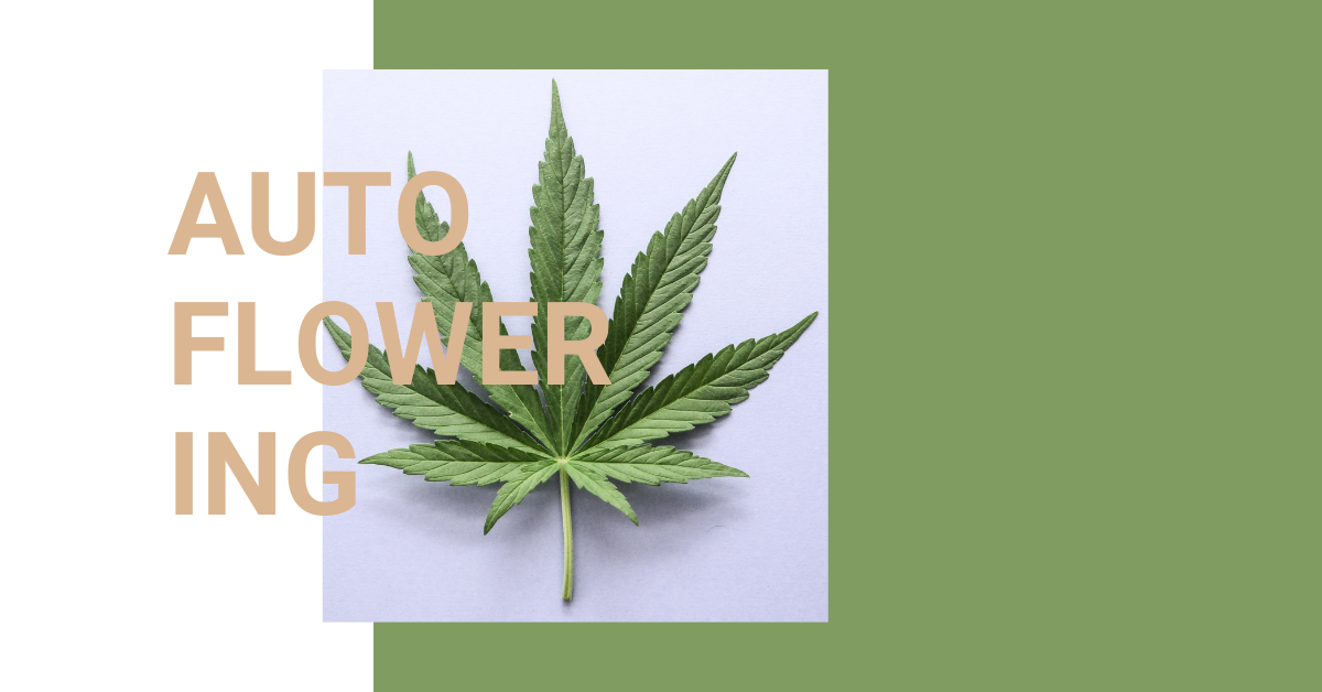 Advantages of autoflowering cannabis