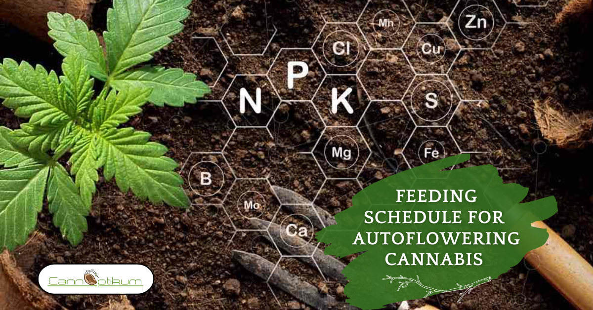 Fertilizing Schedule For Auto-flowering