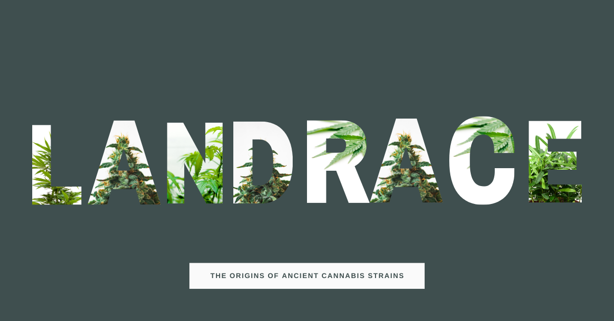 Landraces: The Oldest Strains