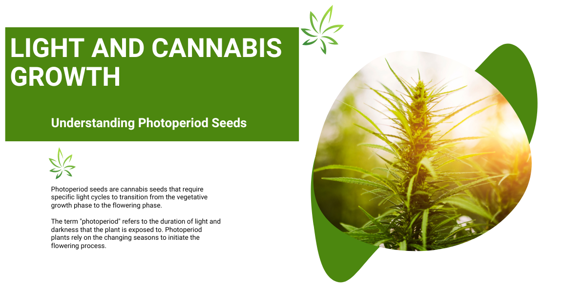 Photoperioden Licht u. Cannabiswachstum