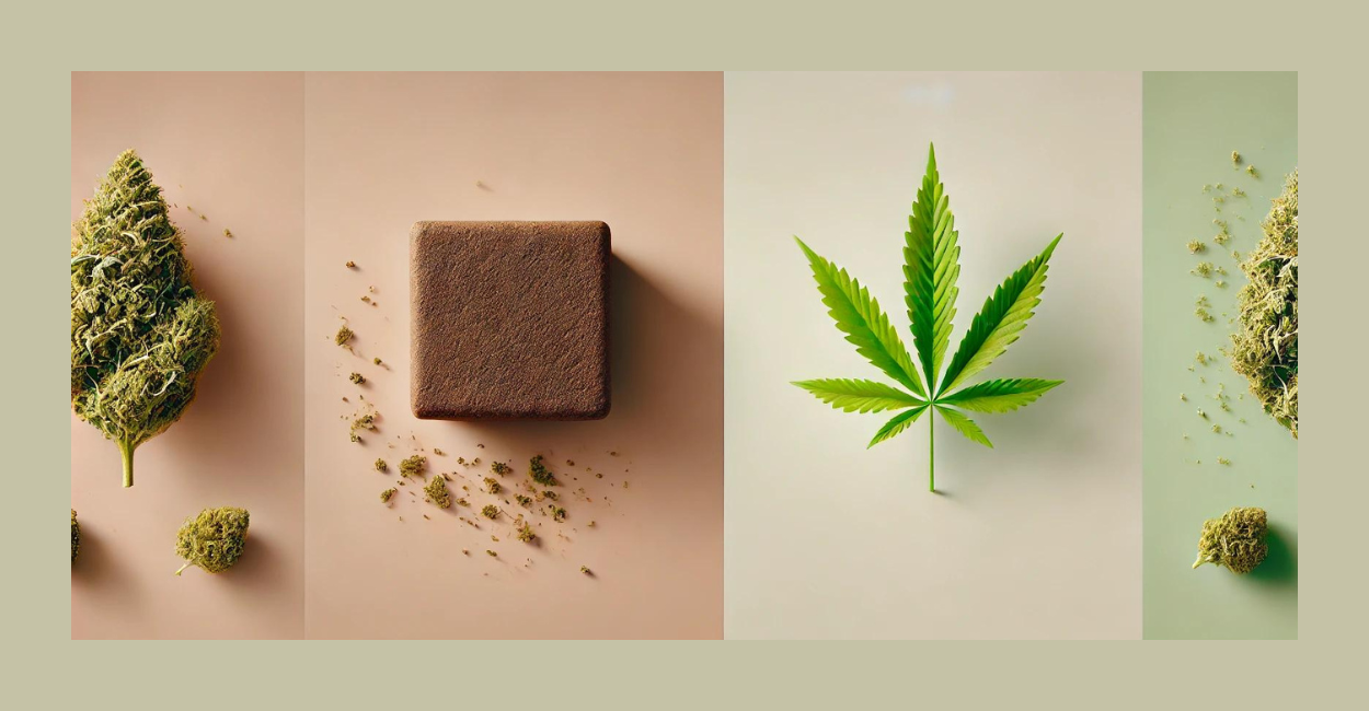 Hash vs. Weed: Guide