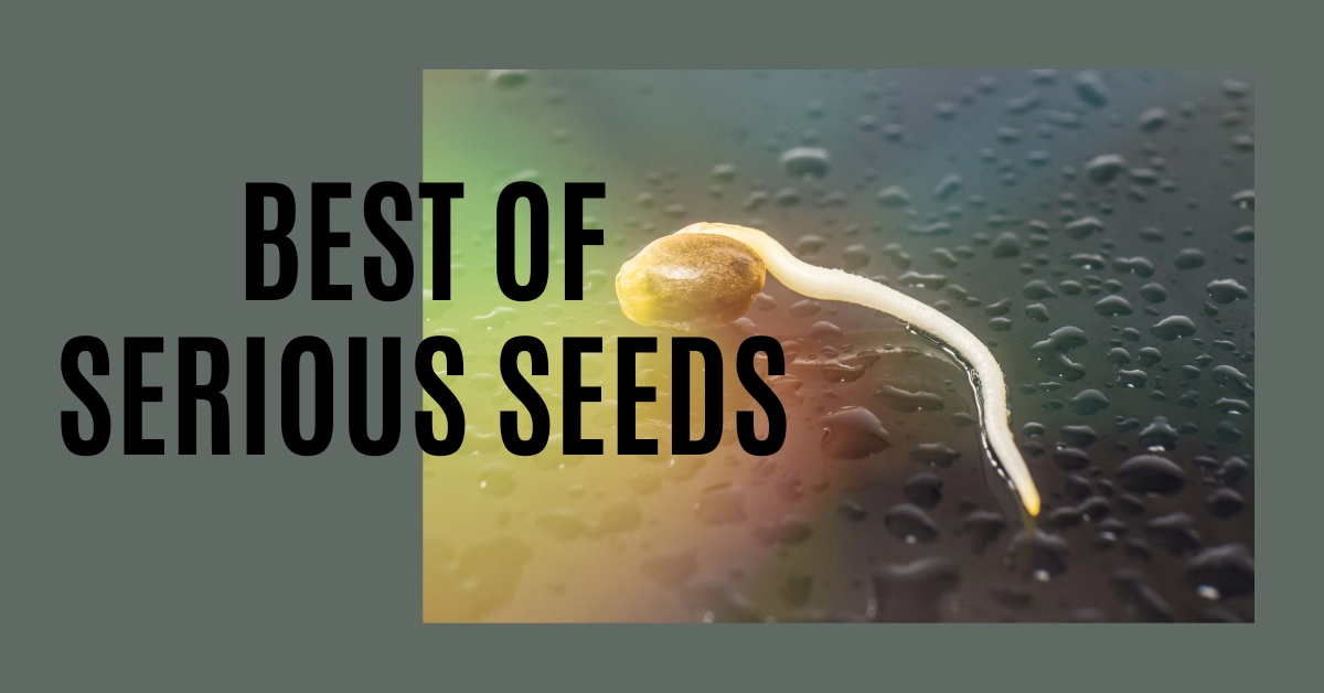 Entdecken die Top-Favoriten von Serious Seeds