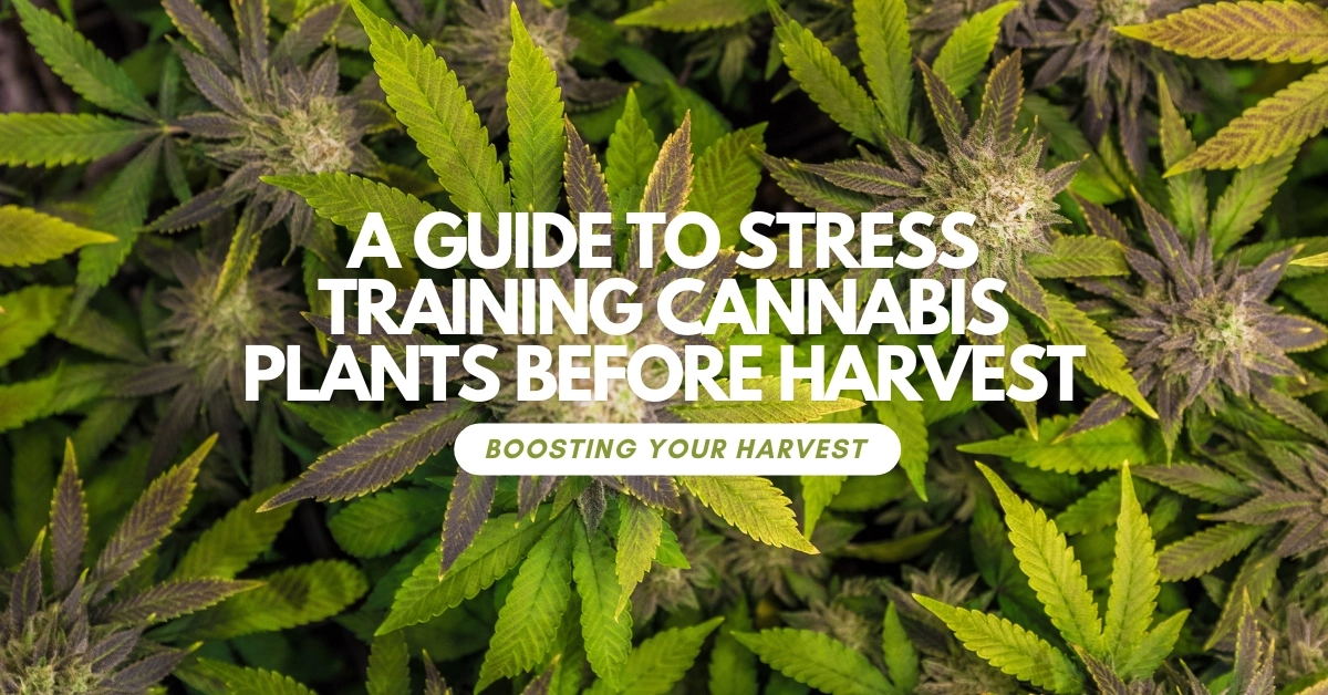 Cannabis Stress Training more yield and potency