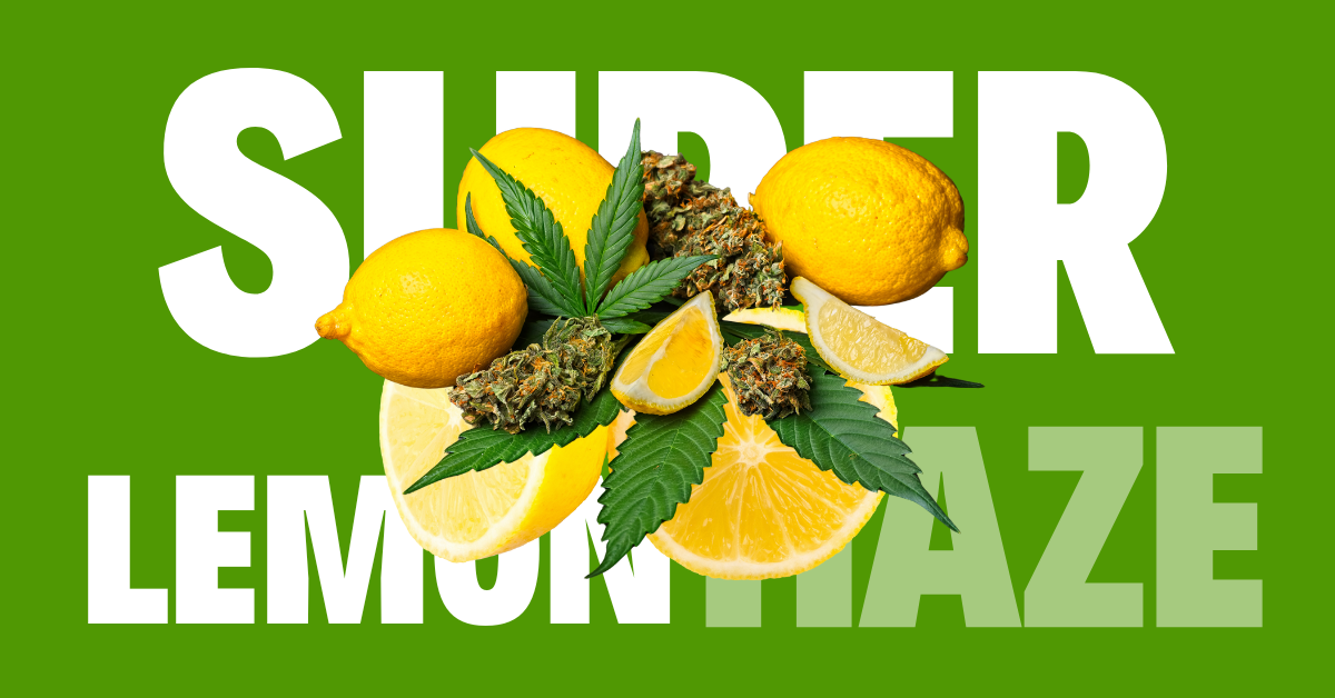 Super Lemon Haze:  A Beacon of Energy