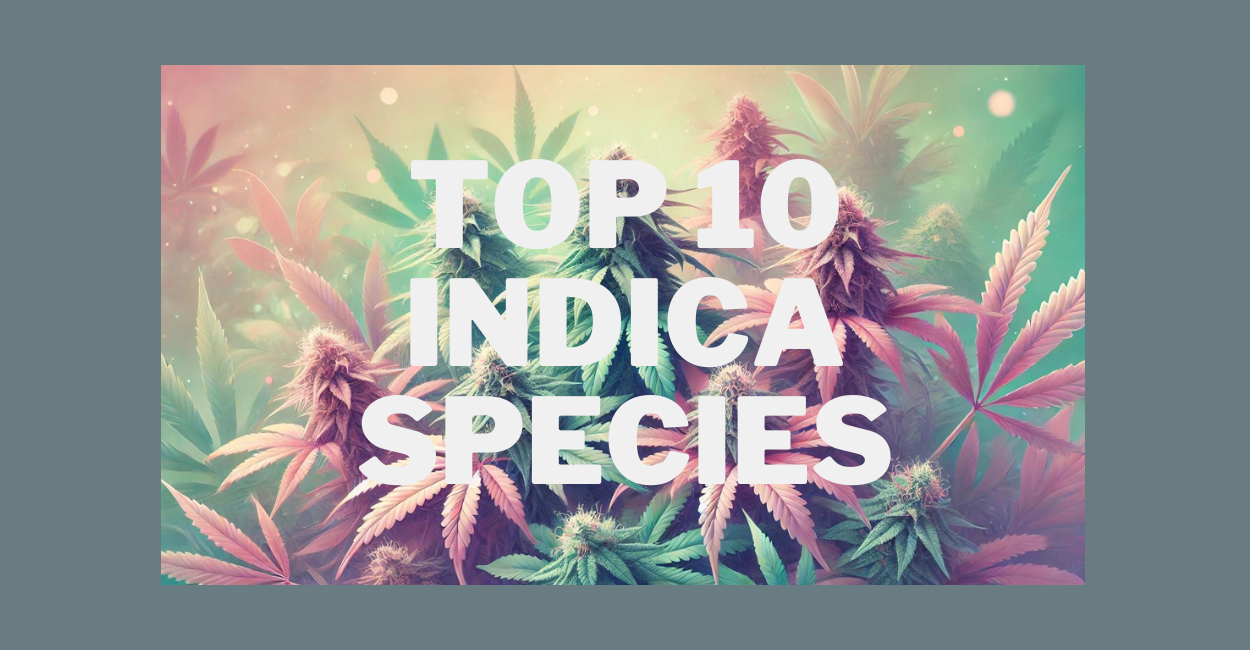 Top 10 Indica Species