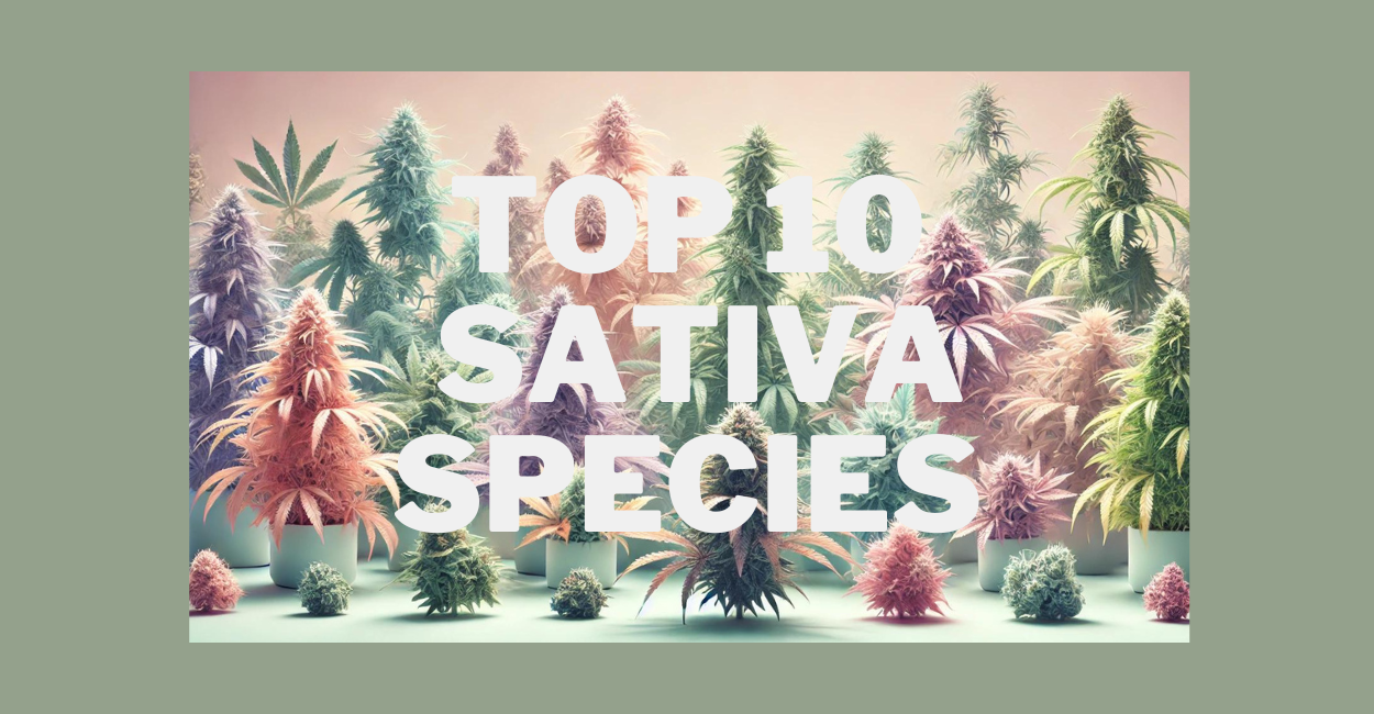 Top 10 Sativa Species