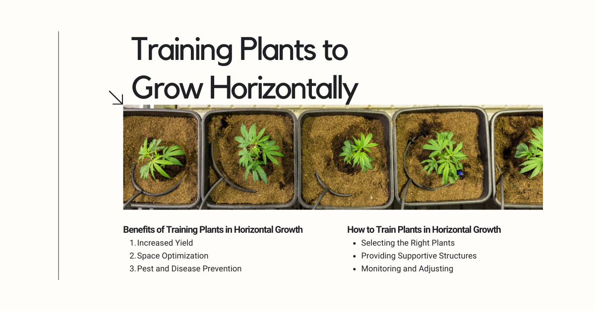 Training Plants to Grow Horizontally