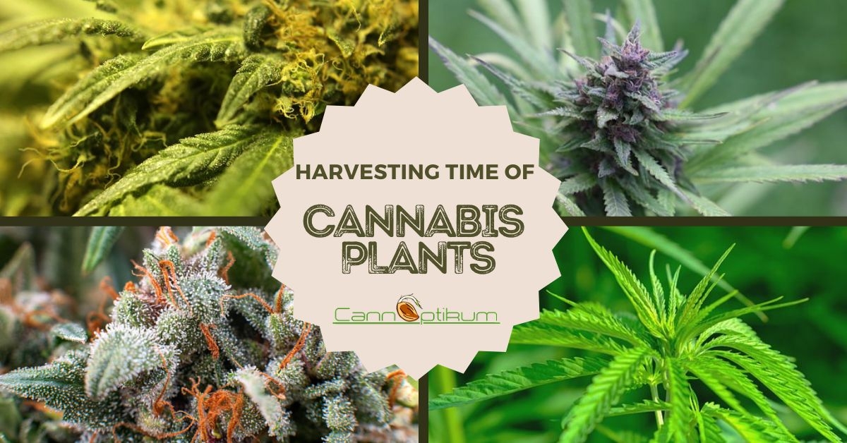 When to harvest cannabis plants