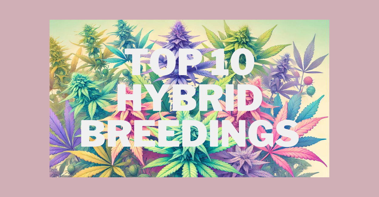 The best hybrid cannabis strains of 2024