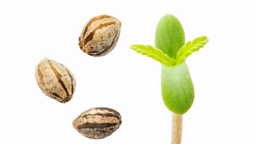 Cannabis Seeds and Seedlings