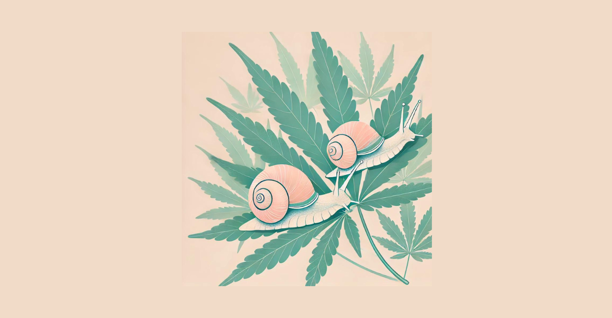 Snails on Cannabis