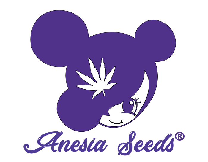 Anesia: The Strongest and Most Potent THC Strains