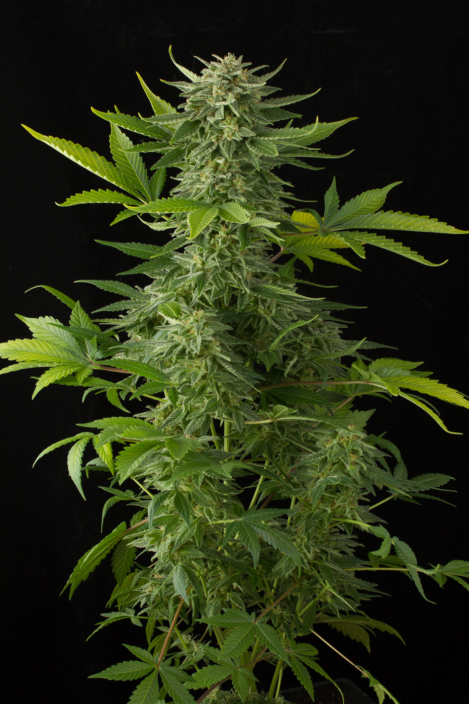 Moby dick auto cannabis seeds