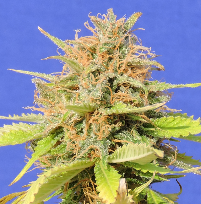 Auto original. Girl Scout cookies сорт. Auto Scout fem. Girl Scout cookies семяныч. Сорт ZKITTLEZ auto.