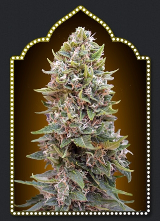 Auto Cheese Berry