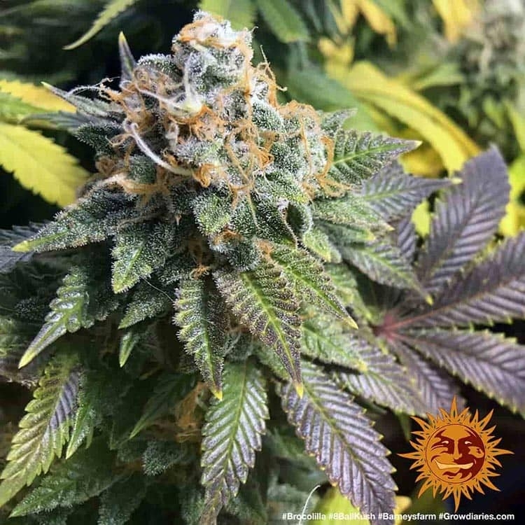 White Runtz / Anesia Seeds: photos - GrowDiaries