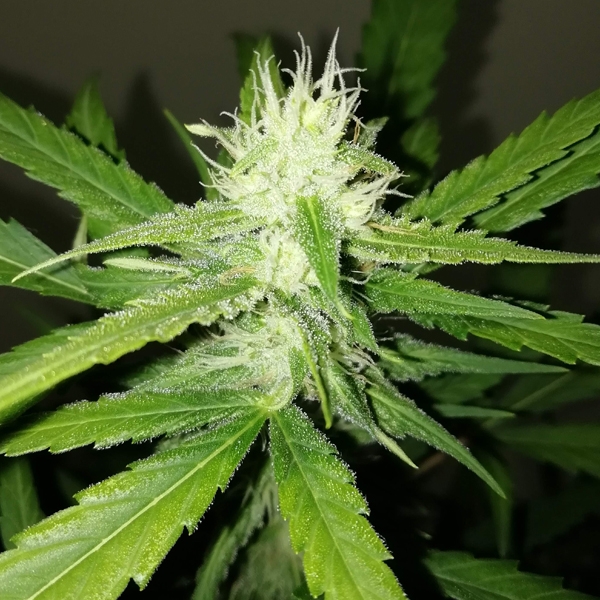 Amnesia Ganja Haze Auto