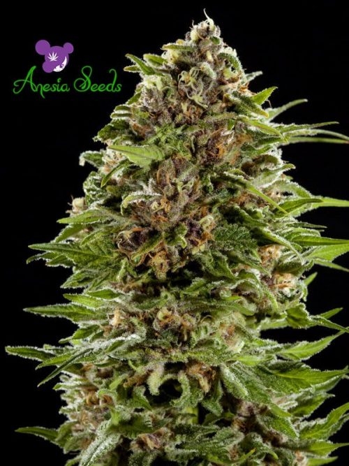 Auto Bubblegum (Anesia)