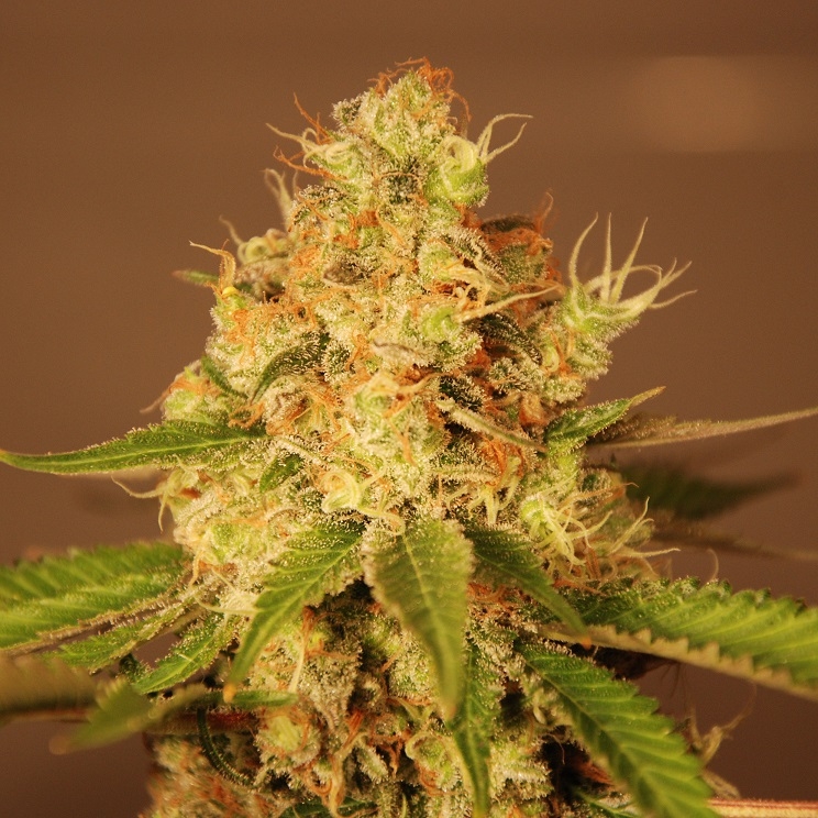 Auto Diesel (G13)