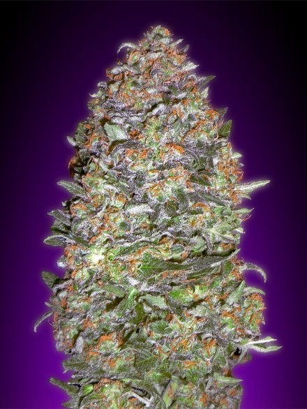 Auto NYC Diesel