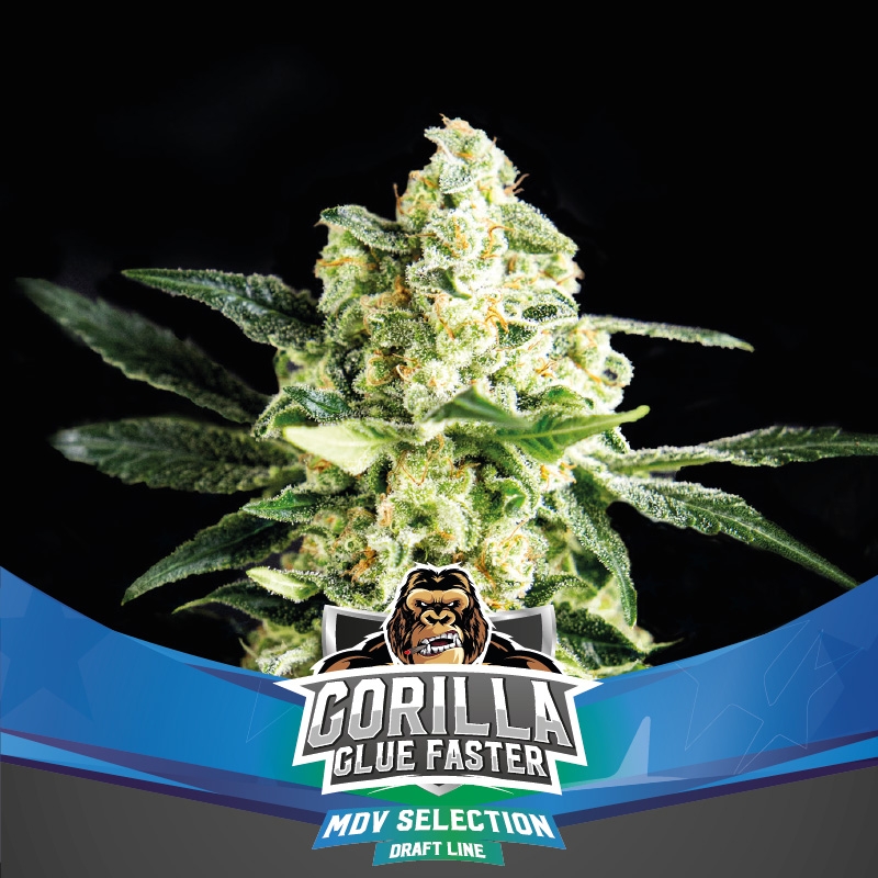 Gorilla Glue Faster