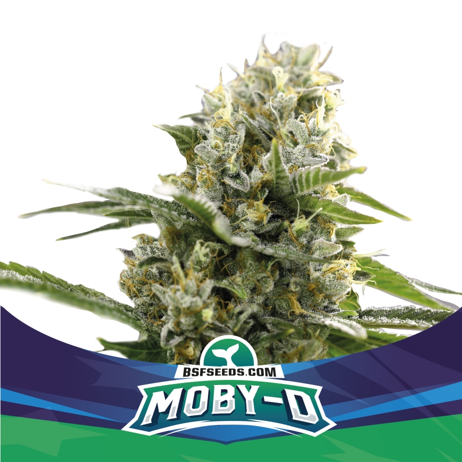 Moby-D XXL Auto