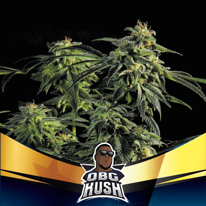 OBG Kush Fast Version