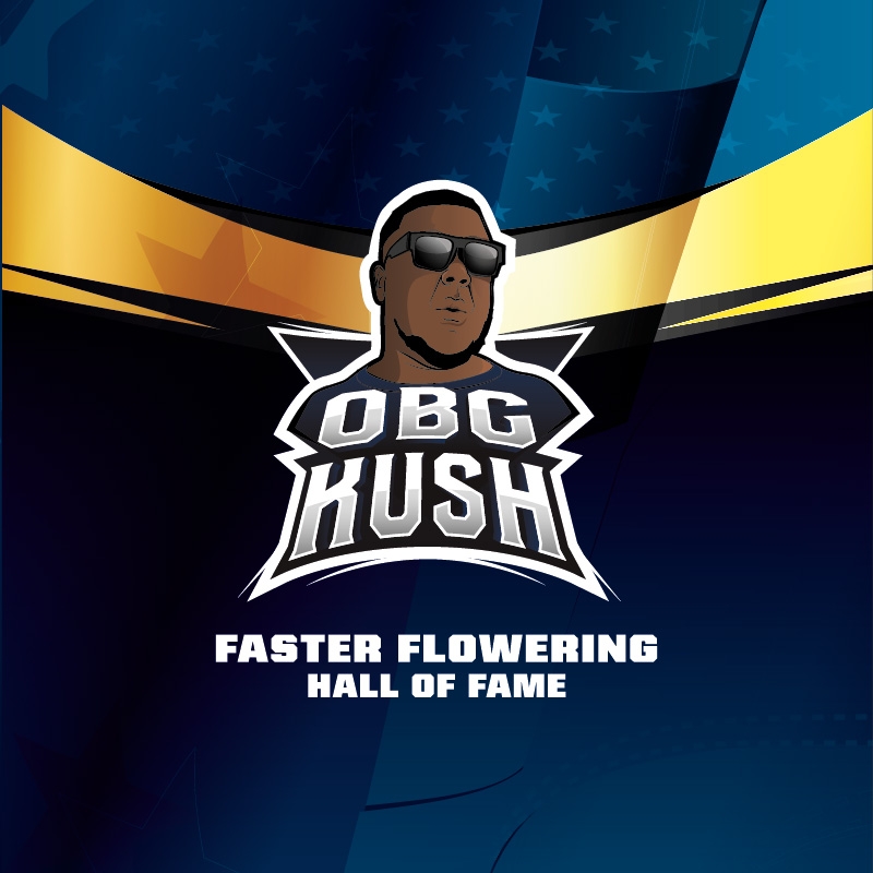 OBG Kush Fast Version