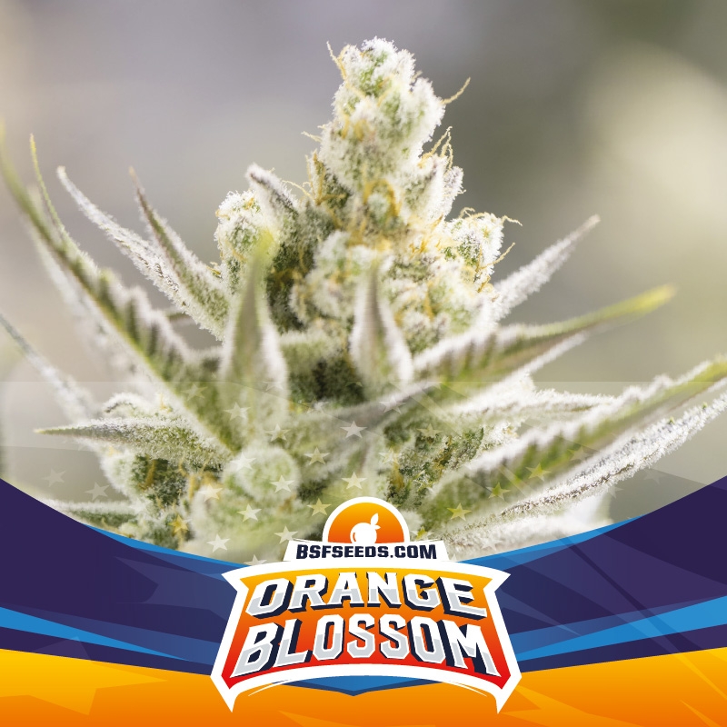 Orange Blossom XXL Auto