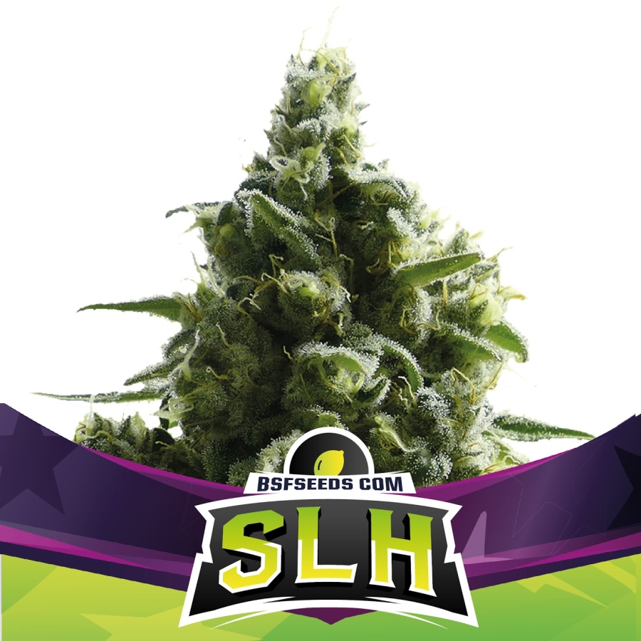 SLH