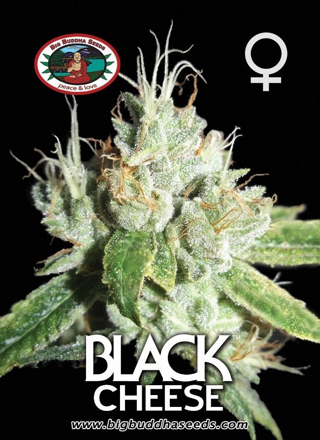 Black Cheese