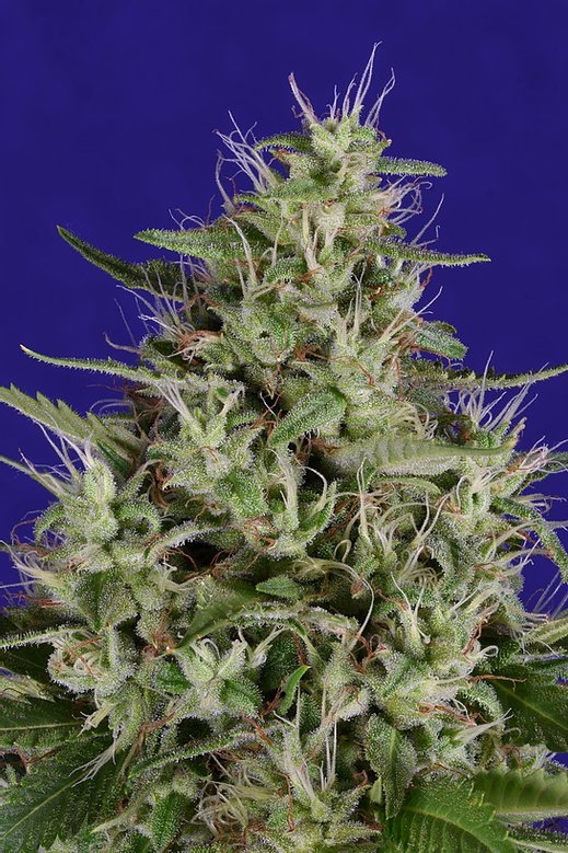 Dogstar Dawg Auto