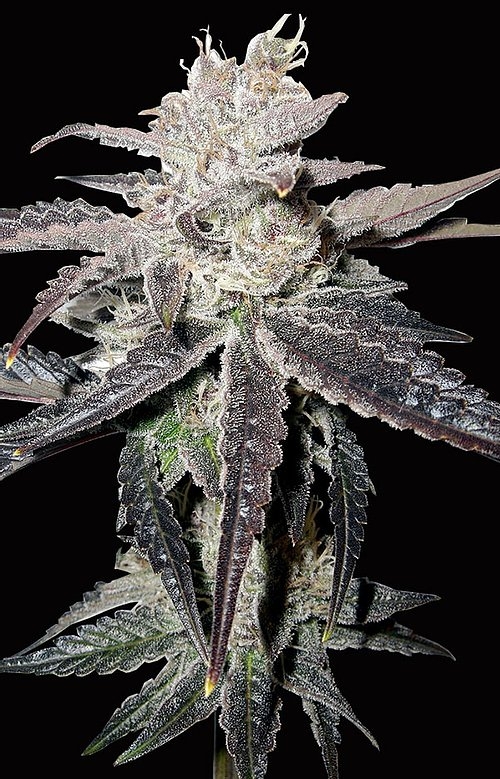 Freeze Berry Auto