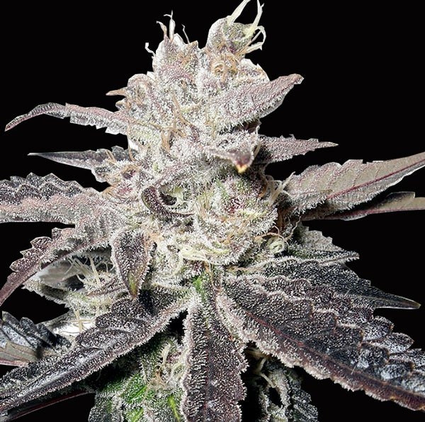 Freeze Berry Auto