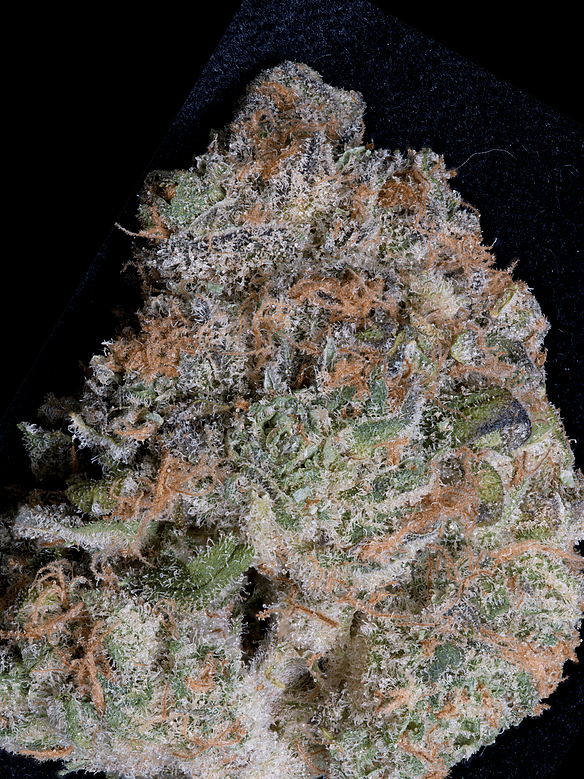 Girl Scout Cookies (BHS)