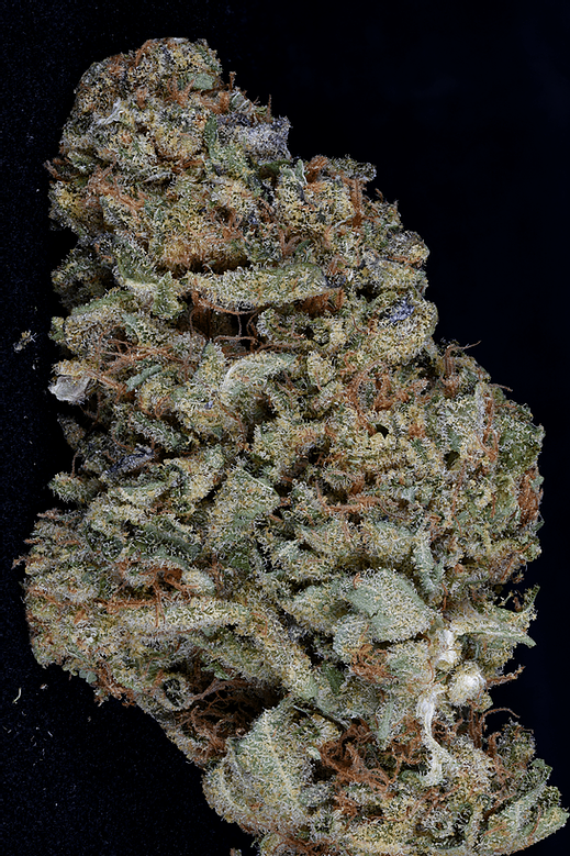 Gorilla Zkittelz (BHS)