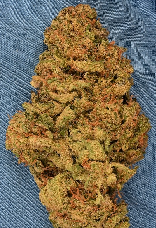 Gorilla Zkittelz (BHS)