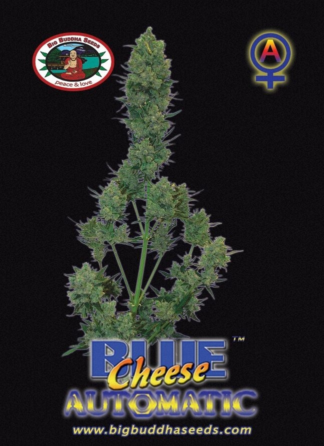 Blue Cheese Automatic (BBS)