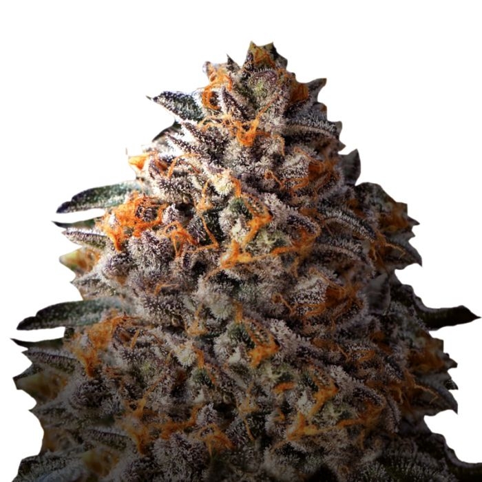 King Louis Garcia fem [Growers Choice] : cannabisseeds