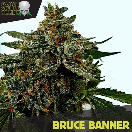 Bruce Banner (Blackskull)