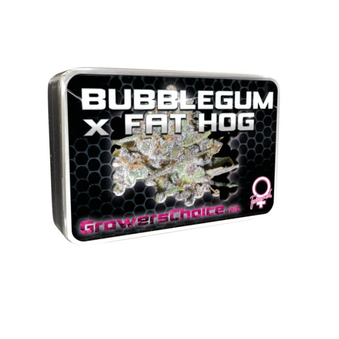 Bubblegum x Fat Hog