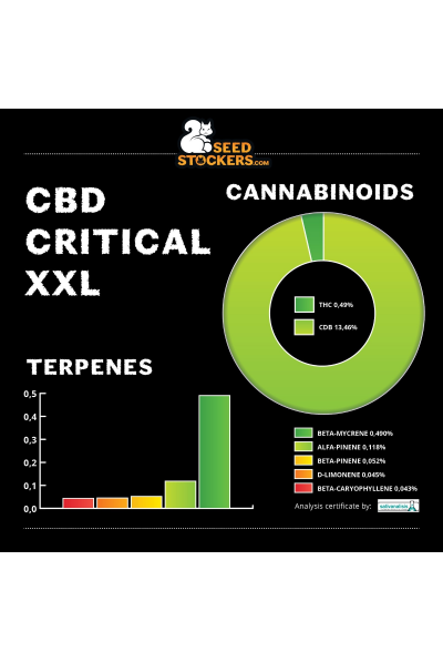 CBD Critical XXL