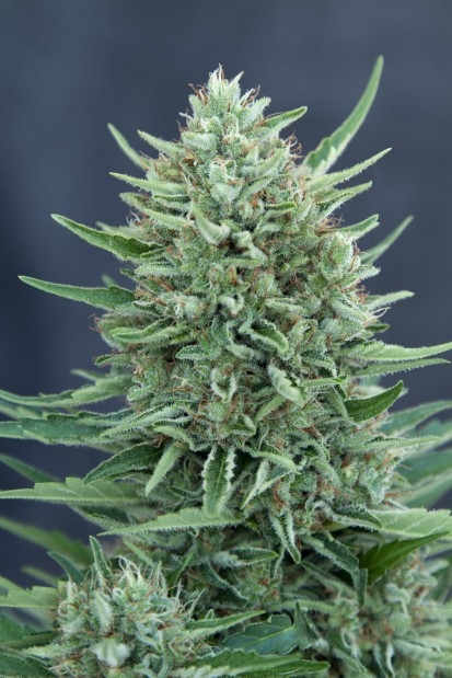 CBD Med Gom Auto