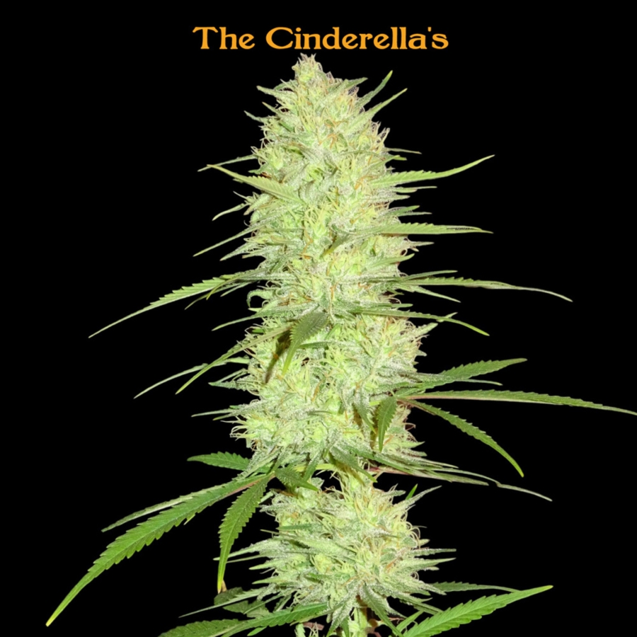 Cinderellas