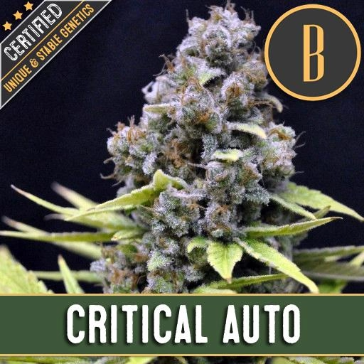 Critical Automatic